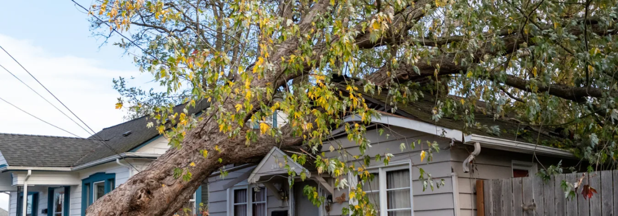 16 Large, fallen tree resting on one story home with damaged roof.