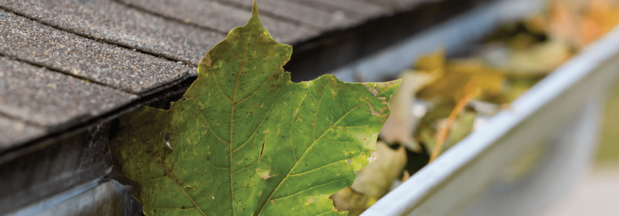 TURN KEY GUTTER GUARDS Close-up shot of summer leaves in residential gutters.