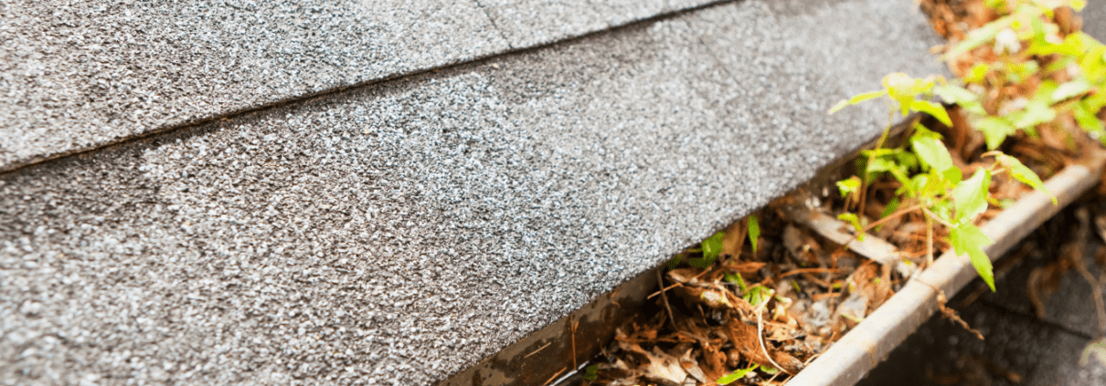 Turn Key Gutters Residential gutters full of summer leaves and debris.