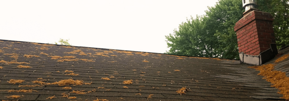 how spring pollen affects your roof and gutters how spring pollen affects your roof and gutters