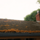 how spring pollen affects your roof and gutters